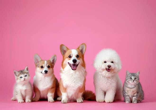 반려동물을 키우고 있는데 이유 없이 가려움증, 콧물, 재채기 등이 나타난다면 반려동물 알레르기를 의심해봐도 좋다. 사진은 기사 내용과 무관함. /사진=이미지투데이