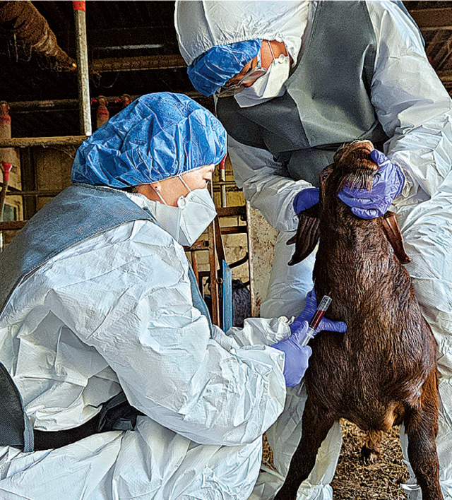 수의사가 염소의 구제역 백신 항체검사를 위해 채혈작업을 하고 있다. 경기도
