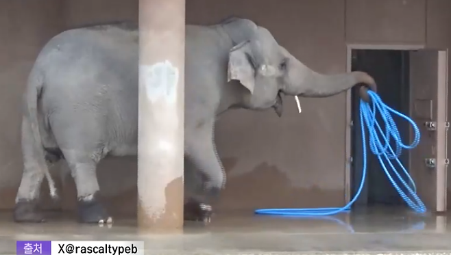 일본의 나고야 히가시야마 동식물원에서 한 아시아코끼리가 사육사를 도와 코로 호스를 둥글게 말아가며 뒷정리를 하고 있다./사진=MBC 뉴스투데이 캡처