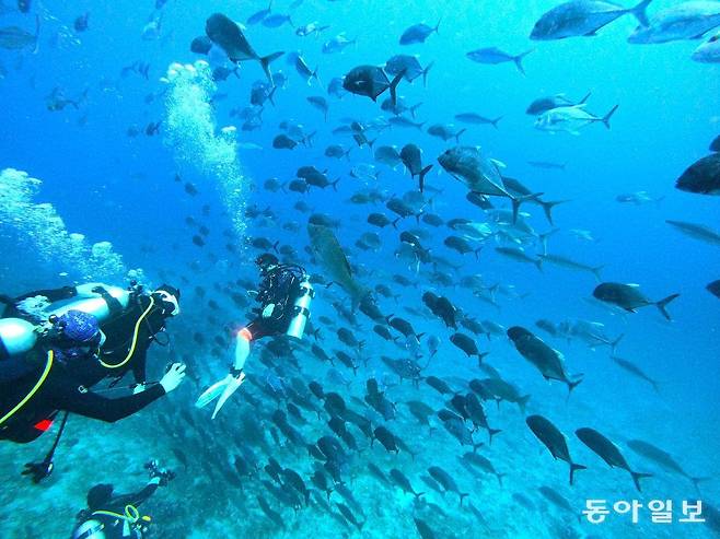시밀란 국립공원 리슐리외락의 물고기들.