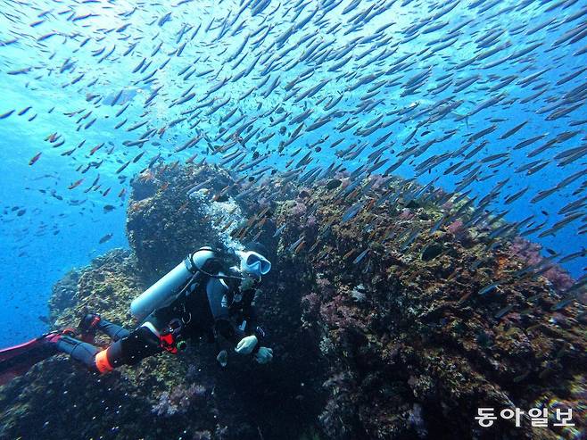 화살처럼 쏟아지는 글래스 피쉬.