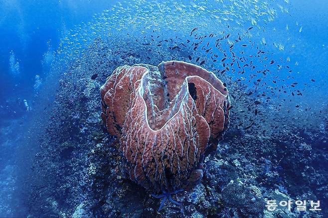 항아리 산호 위에 글래스 피쉬떼가 안개구름처럼 맴돌고 있다.