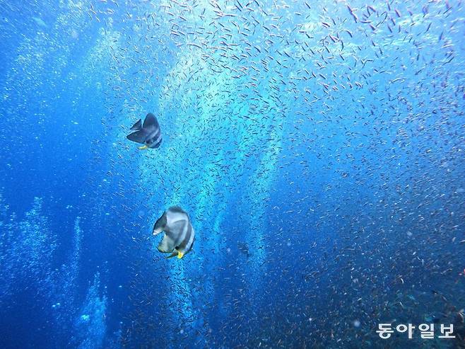 병어를 닮은 뱃피쉬.