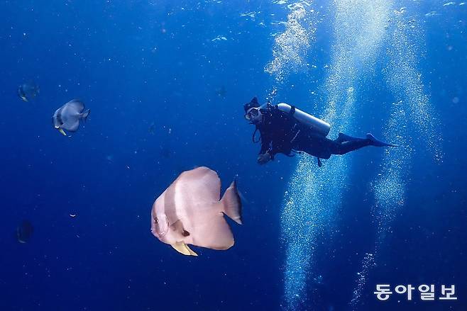 시밀란의 뱃피쉬는 사람 얼굴만큼 크게 자란다.