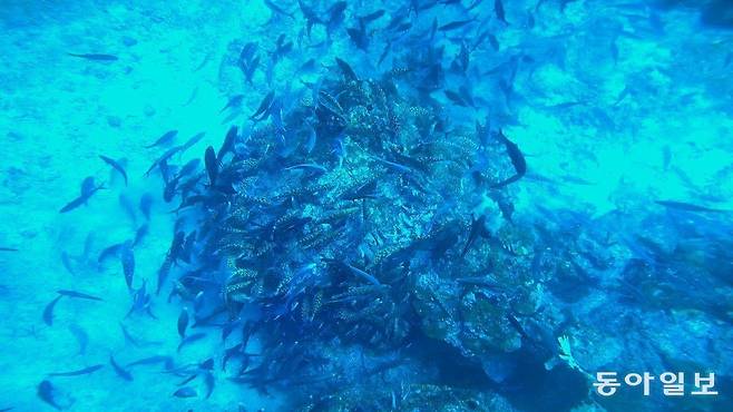 리슐리외락 산호초를 습격하고 있는 마피아 갱단.