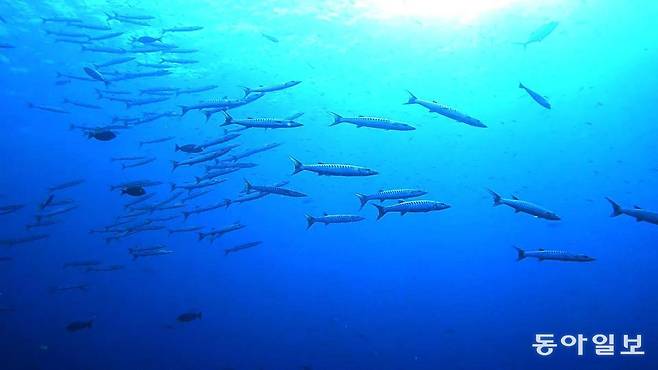 미사일부대처럼 날아가는 바라쿠다떼.