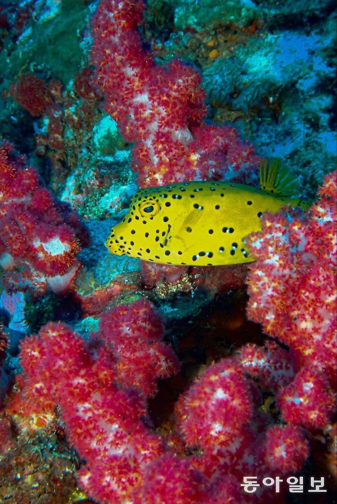 시밀란 산호초 속에 숨어 있는 박스 피쉬. 네모난 상자를 닮은 노란색 물고기다.