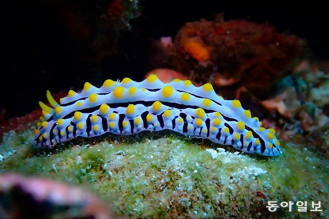 민달팽이류 연체동물인 ‘누디’.