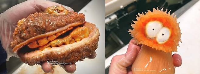 “바다에서 '에일리언 머리' 건졌다”… SNS 화제 생물은