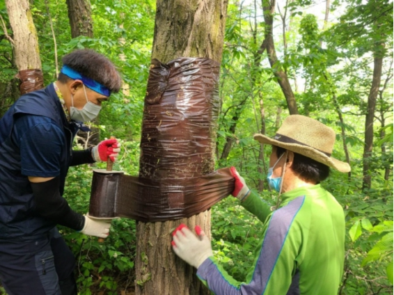 대벌레를 포획하기 위해 끈끈이롤트랩을 설치하는 모습. 서울시 제공