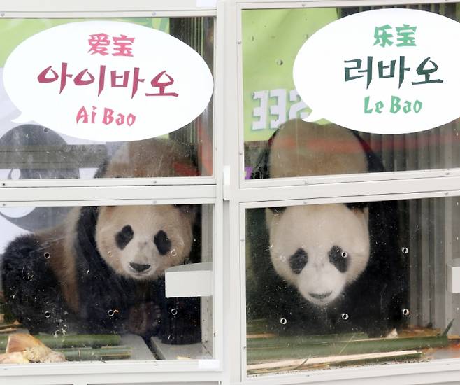 2016년 3월3일 시진핑 중국 국가주석이 선물한 암수 판다 한 쌍이 3일 한국에 도착했다. 사진은 2016년 3일3일 오후 인천공항 화물터미널을 통해 입국한 아이바오(오른쪽·암컷)와 러바오(수컷)모습. /사진=뉴스1