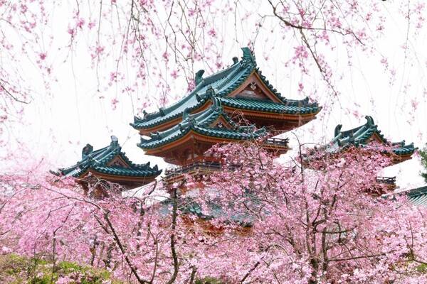 일본 지자체들이 숙박세를 새로 도입하거나 징수금액을 인상하고 있으며, 일부 관광지는 봄꽃 여행 시즌 입장료를 두 배씩 올린다. 사진은 교토 헤이안신궁 / 여행신문 CB