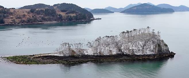 민물가마우지 배설물 뒤덮인 상증도 [박근세 사진작가 제공. 재판매 및 DB 금지]