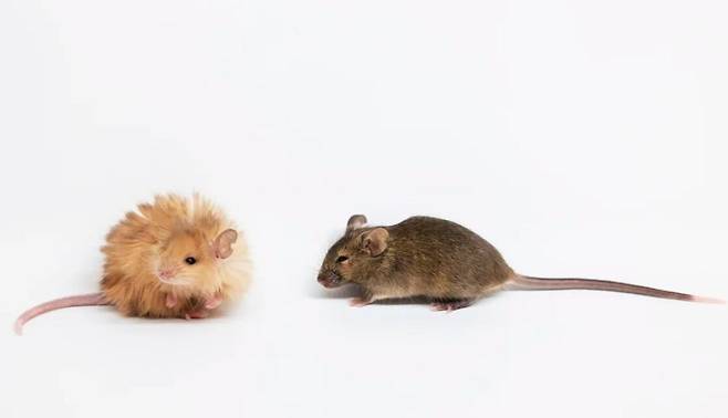 유전자 변형으로 털이 풍성한 생쥐(왼쪽)와 일반 생쥐./콜로설 바이오사이언스