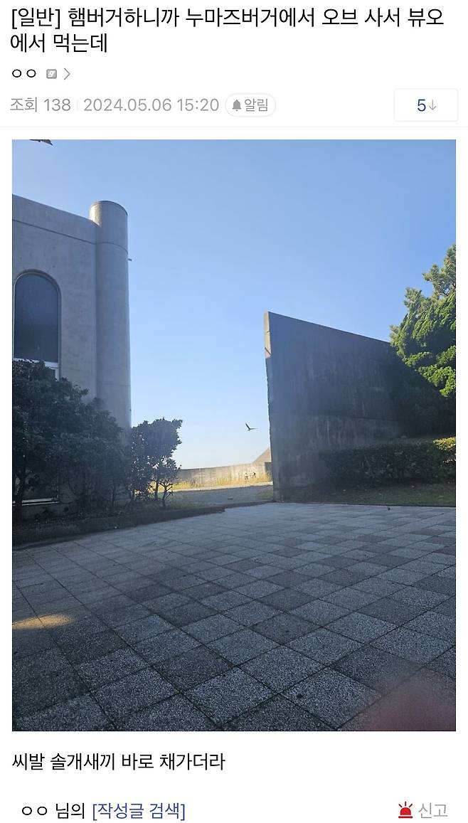 요즘 일본에서 서식하는 솔개,독수리 맹금류들 근황