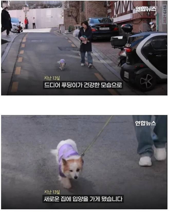 제주항공 사고로 온가족을 모두 잃은 강아지 근황