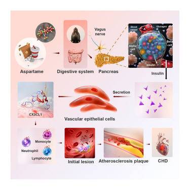 아스파탐의 인슐린 급상승 및 혈관 지방 플라크 형성 유발 과정. Cell Metabolism 제공.