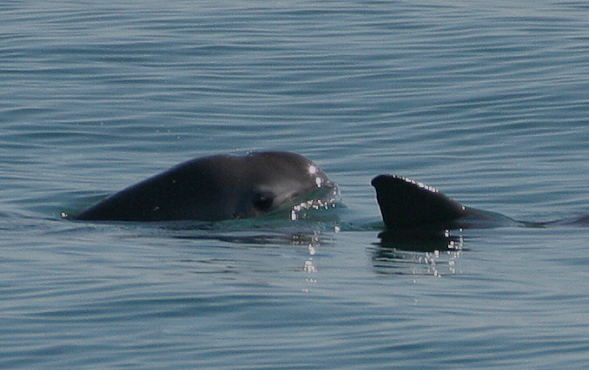 바키타 돌고래.[바키타CPR 홈페이지 갈무리]
