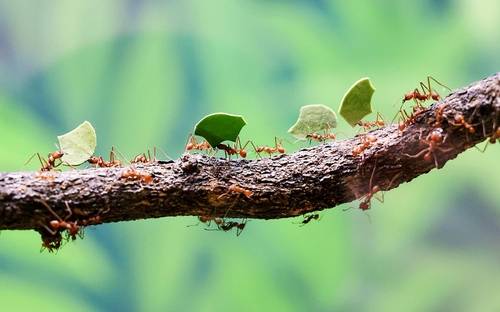 국립생태원의 잎꾼개미 [사진/임헌정 기자]