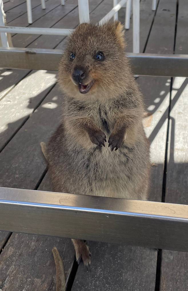 KakaoTalk_20250306_182739752.jpg [닉값여행] 시드니 6박8일 여행 2부 음식편 (스압주의)