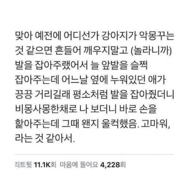 Internet_20250307_071937_4.jpeg 강아지에게 받는 완전무결한 사랑