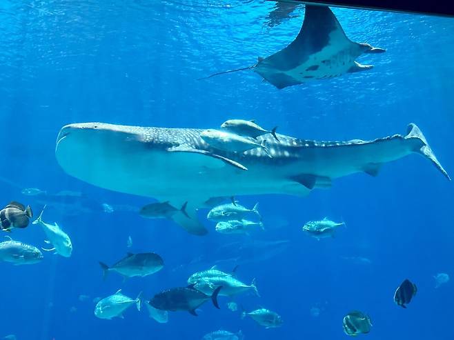 KakaoTalk_20250307_070927319.jpg [여행기]44일간 미국여행 32~33 / 애틀란타