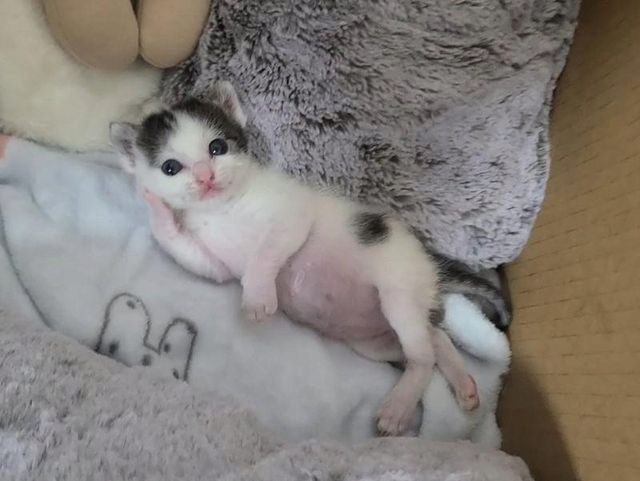 image.png 130만원짜리 목욕 가방