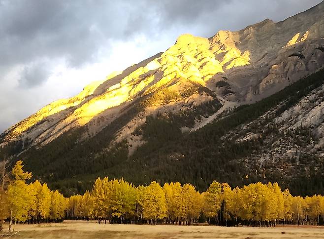 아침 밴프 다운타운에서 레이스루이스 가는길 서쪽산은 햇빛을 받아 황금색을 반사시킨다.