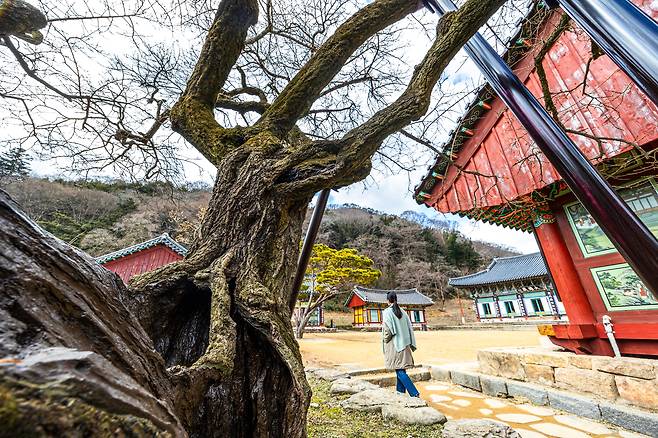 밑동까지 비어 죽어가는 듯한 매화나무도 화려한 꽃을 피운다. 백양사 매화 고목은 꽃보다 더 뭉근한 감동을 준다. / 이신영 영상미디어 기자