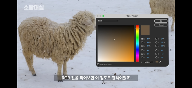 IMG_5435.png 갈색 털 상태의 양을 씻기면.jpg