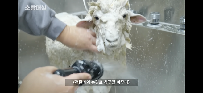 IMG_5439.png 갈색 털 상태의 양을 씻기면.jpg