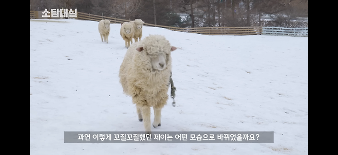 IMG_5440.png 갈색 털 상태의 양을 씻기면.jpg