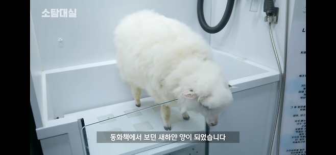 IMG_5442.png 갈색 털 상태의 양을 씻기면.jpg