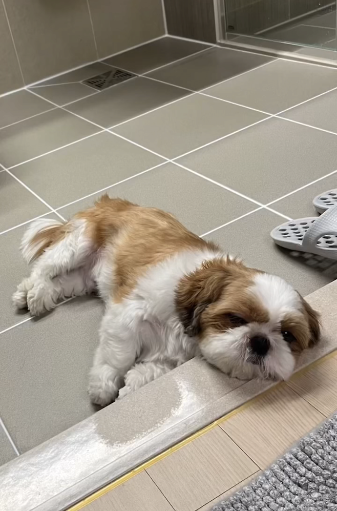 겨울에 보일러 세게 트는 집 강쥐들 특징