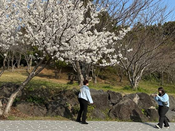 지난 2023년 3월 16일 제주시 도두동의 도두봉 인근 한 벚꽃나무가 제주기상청의 공식 벚꽃 개화일(3월22일)보다 일주일 가량 앞서 만개해 관광객들의 주목을 끌었다. 최충일 기자