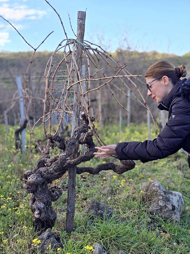 파소피시아로 100년 수령 네렐로 마스칼레제. 최현태 기자
