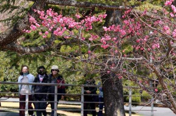 완연한 봄 날씨를 보인 7일 부산 남구 유엔기념공원에 홍매화가 활짝 펴 시민들의 눈길을 사로잡고 있다. 연합뉴스