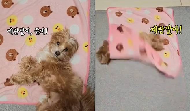 계란말이 개인기를 보여주는 밤토리 (인스타그램 @bam__tr 제공) ⓒ 뉴스1