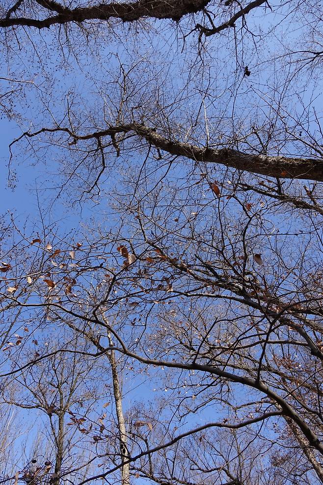 2025년 2월28일 경남 밀양 춘복산. 2년9개월 전인 2022년 5월 산불이 일어났다. 막대한 돈·인력이 투입돼 재개발식 벌채와 조림이 이뤄졌다. 여전히 황량한 모습이지만 한편에 물오리나무·느릅나무·감태나무·때죽나무 등 활엽수로 이뤄진 숲이 살아남아 숨 쉬고 있었다.