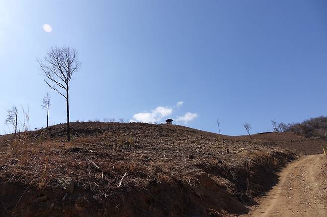 2025년 2월28일 경남 밀양 춘복산. 2년9개월 전인 2022년 5월 산불이 일어났다. 막대한 돈·인력이 투입돼 재개발식 벌채와 조림이 이뤄졌다. 여전히 황량한 모습이다.