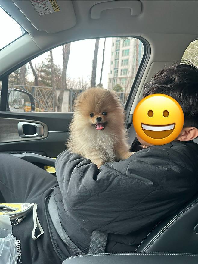 IMG_9430.jpeg 우리집 4개월 포메라니안 첫애견카페 보구가