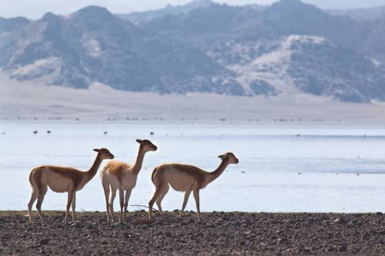 남미 안데스산맥에 서식하는 비쿠냐. 로로피아나는 비쿠냐 보호에도 앞장서고 있다.