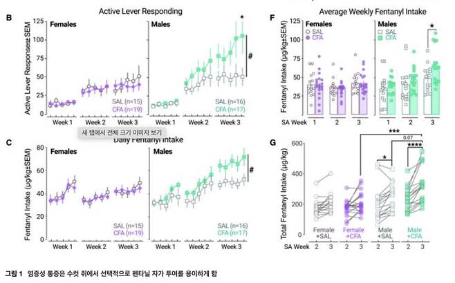 수컷 쥐의 펜타닐 자가투여량은 시간이 지날수록 증가했다. [사진=국제학술지 뉴런]