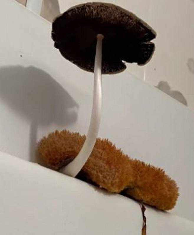 미국의 한 커뮤니티 사용자가 화장실에서 버섯이 자라났다는 사연을 공개해 화제다./사진=뉴욕포스트