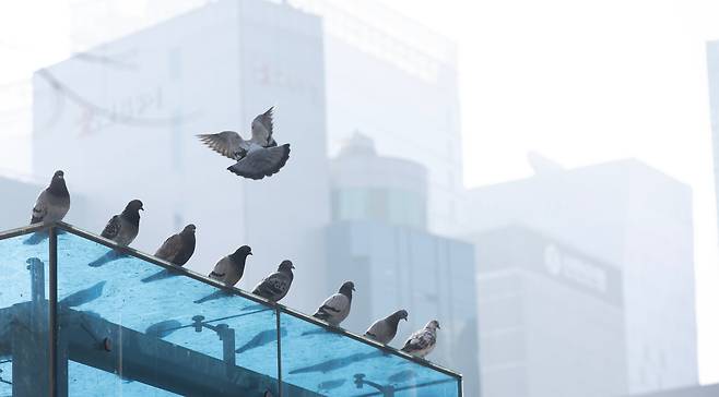 11일 오전 미세먼지 나쁨으로 서울 종각앞 도심에 앉아 있는 회색 비둘기들 뒤로 종로쪽 고층빌딩들이 뿌옇게 보이고 있다. 뻔한 스케치 사진을 피하려면 발품이 요구된다.  / 조인원 기자