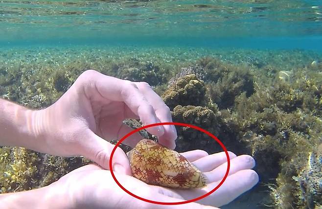살아있는 청자고둥을 손에 올리고 사진을 찍은 다이버. 사진=레딧(AArdvarkPaws) 캡처