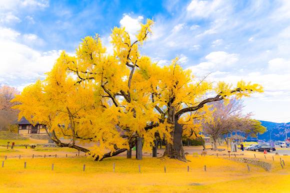 달성군 도동서원의 은행나무 [사진=달성군]