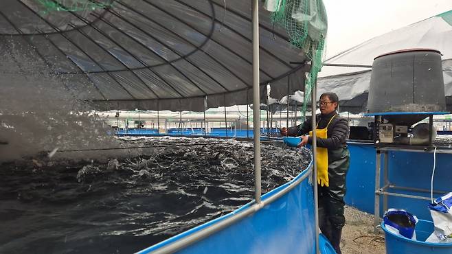 충청남도 금산군에서 송어 양식장을 운영하는 손중일 금강수산 대표가 송어에게 먹이를 주고 있다.  /사진=라현진 기자