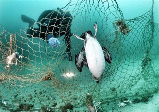 폐기된 자망에 얽힌 바다오리(Uria aalge), 사진제공-구자언. KIOST