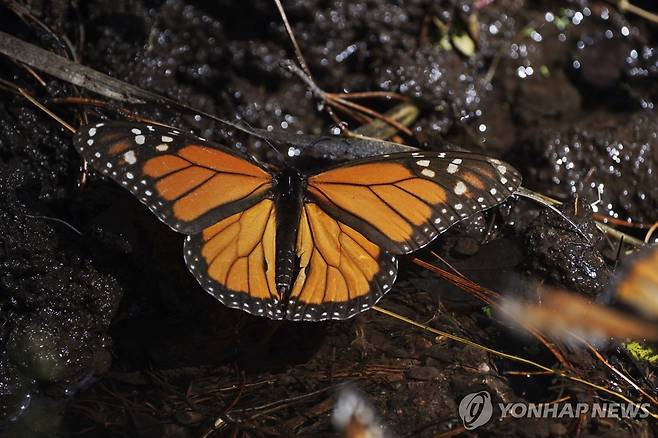 멕시코 바에데브라보 지역에서 관찰된 제왕나비 [AP 연합뉴스 자료사진. 재판매 및 DB 금지]